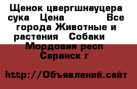 Щенок цвергшнауцера сука › Цена ­ 25 000 - Все города Животные и растения » Собаки   . Мордовия респ.,Саранск г.